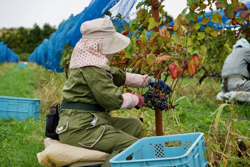 A woman covered up in long clothes picks grapes in a vineyard