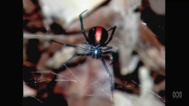 Redback spider sits in web