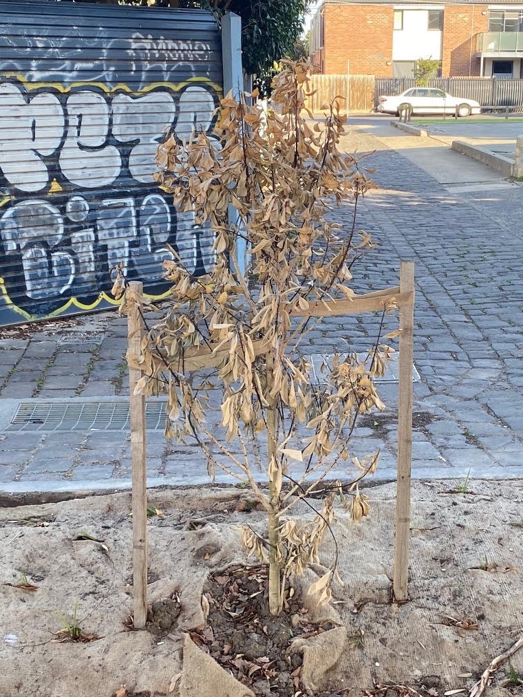 A photo of a dead tree