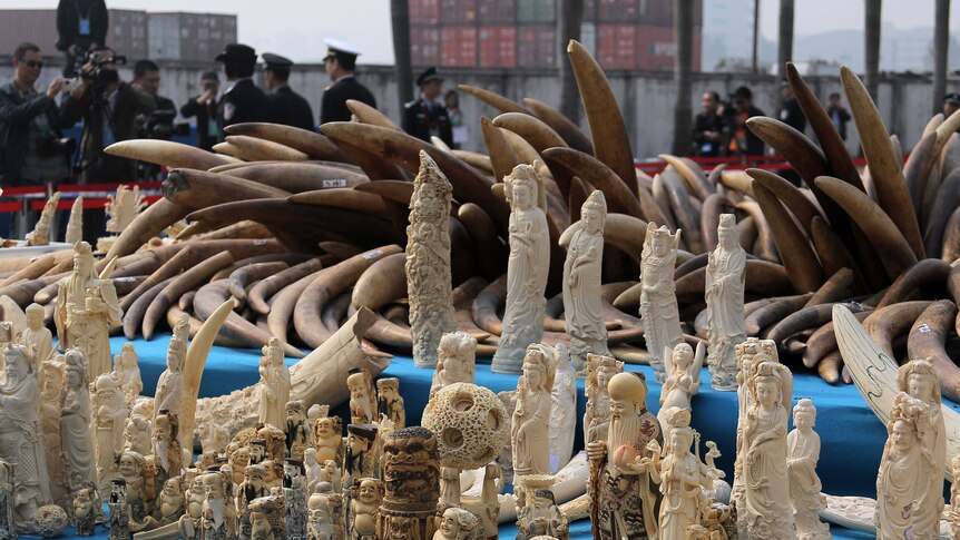 China crushes stockpile of illegal ivory