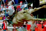 A rodeo rider on the back of a bull in mid-air with stunned cowboys watching on.