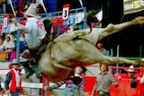 A rodeo rider on the back of a bull in mid-air with stunned cowboys watching on.