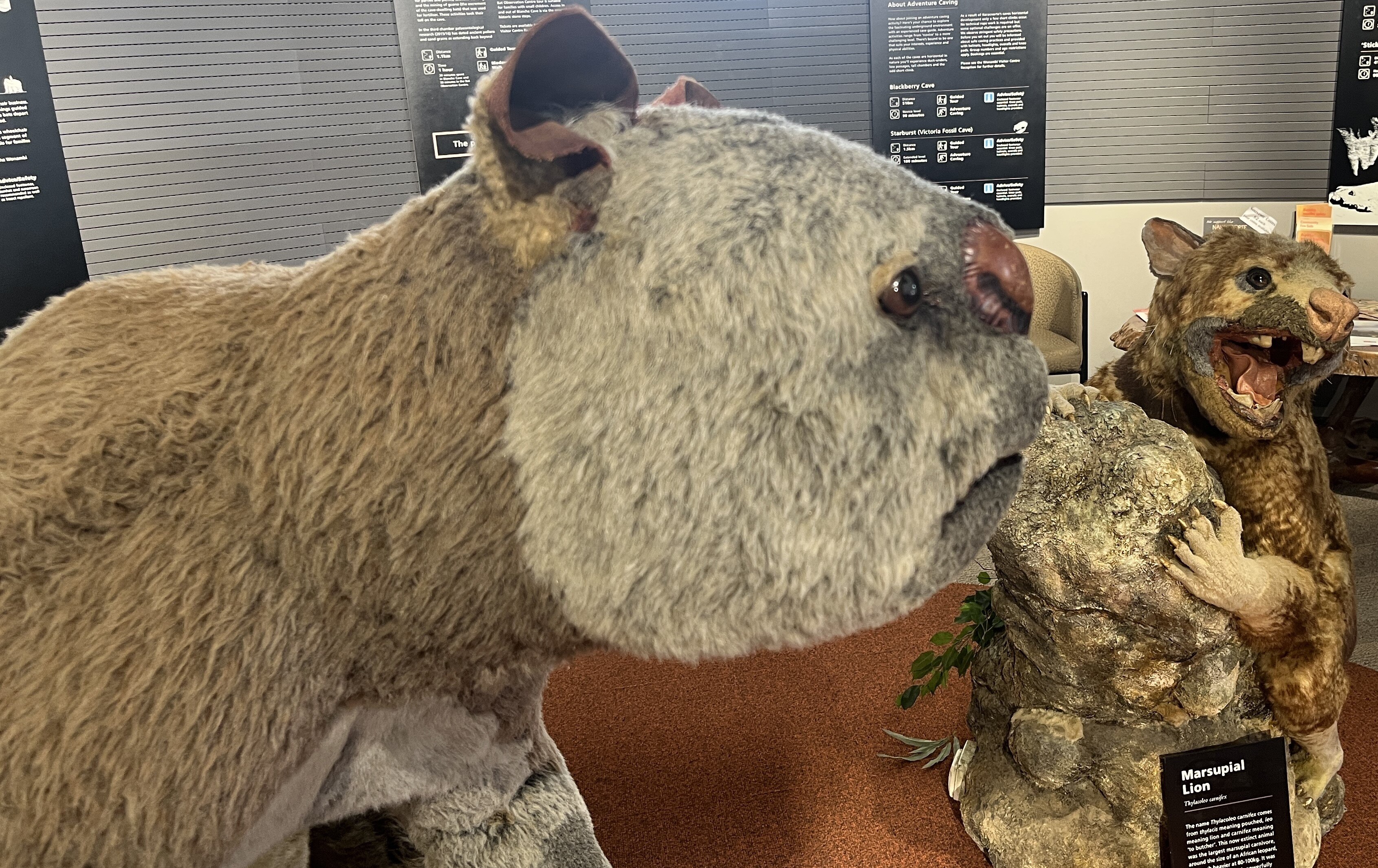 Stuffed ancient megafauna in an information centre.