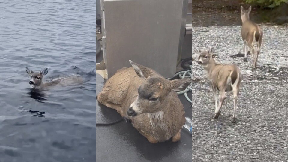 Alaskan wildlife troopers rescue deer from cold waters, giving them