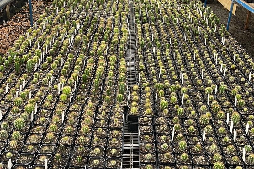 Rows of cacti in a greenhouse