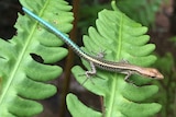 A small lizard with a bright blue tail sits on a leaf.