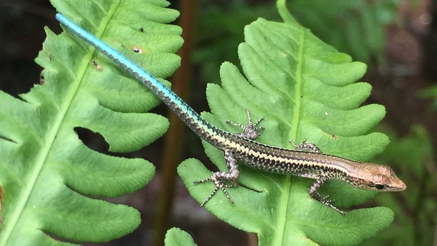 A small lizard with a bright blue tail sits on a leaf.