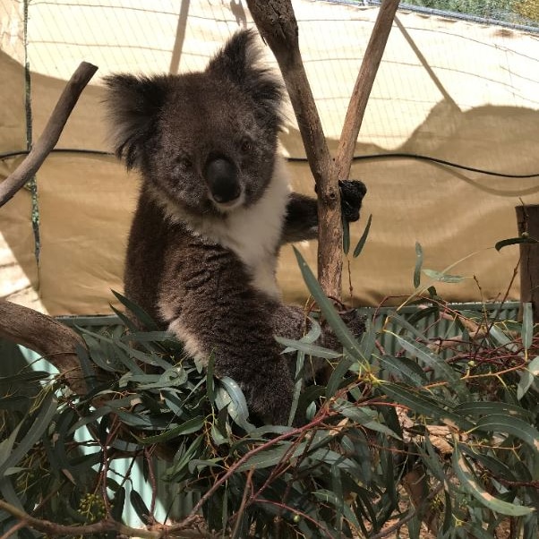 A koala sitting in a tree