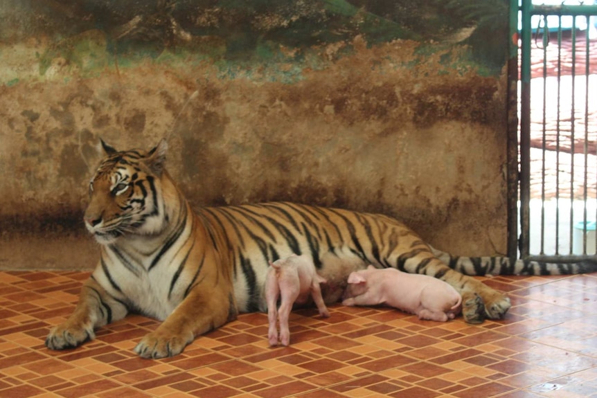 Tiger in zoo with piglets suckling.