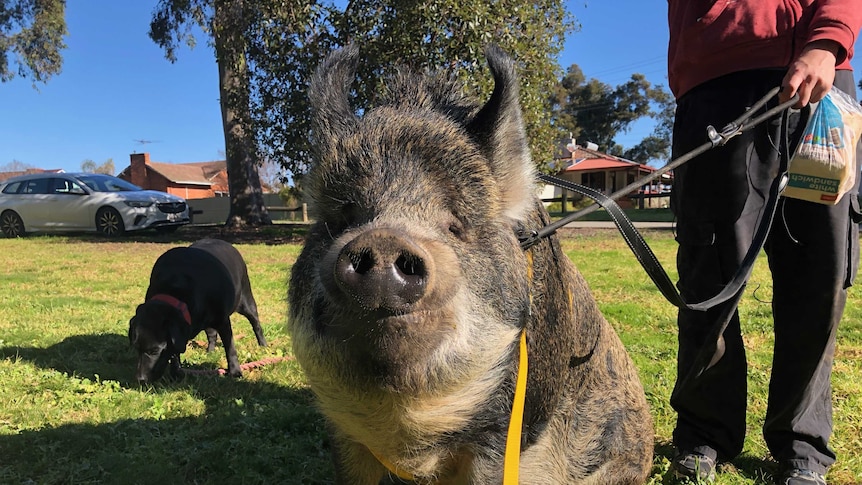 Grunt the pig's first day back walking on Wangaratta's streets after council lifted the ban.
