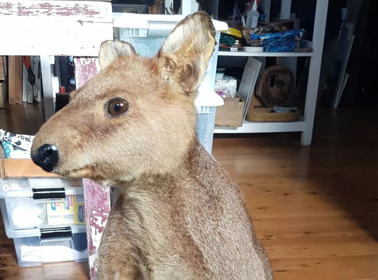 A stuffed swamp wallaby