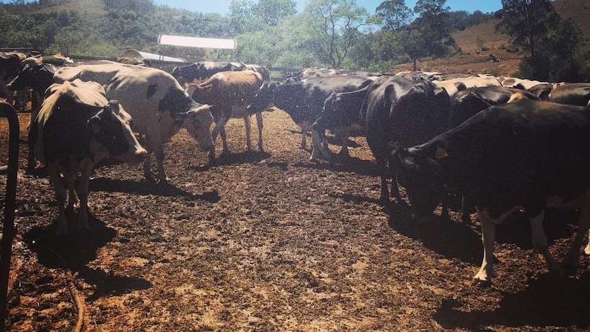 Cattle at the drought-stricken Picton farm owned by the Fairley family.