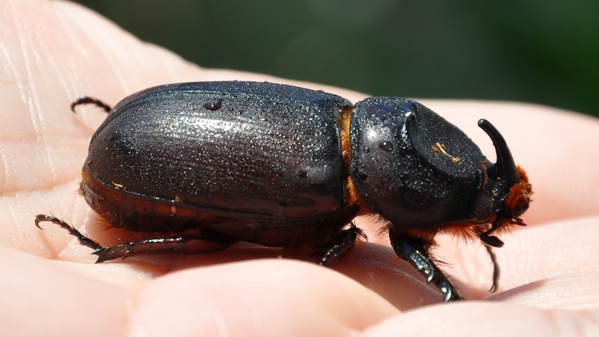A large beetle with a horn sits on a persons upturned palm