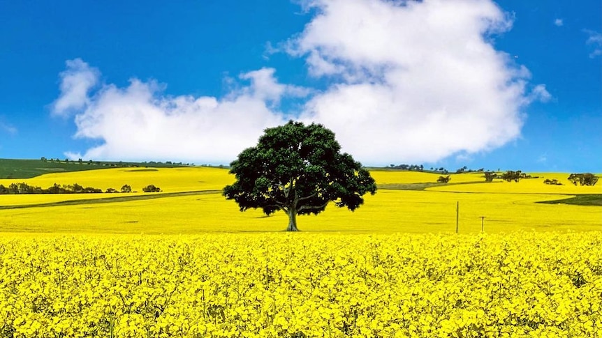 A lone tree stands in the middle of bright yellow canola fields on a blue sky day.