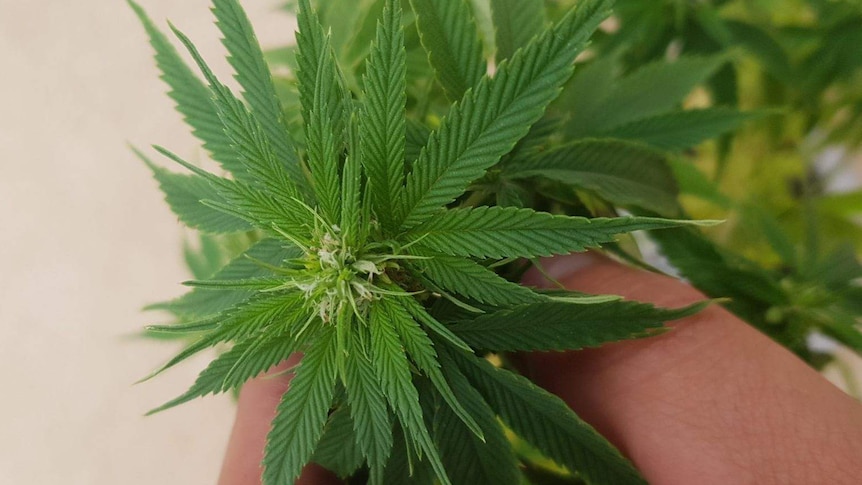Green cannabis plant is held up close to the camera.
