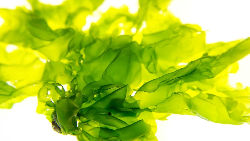 seaweed on a white background