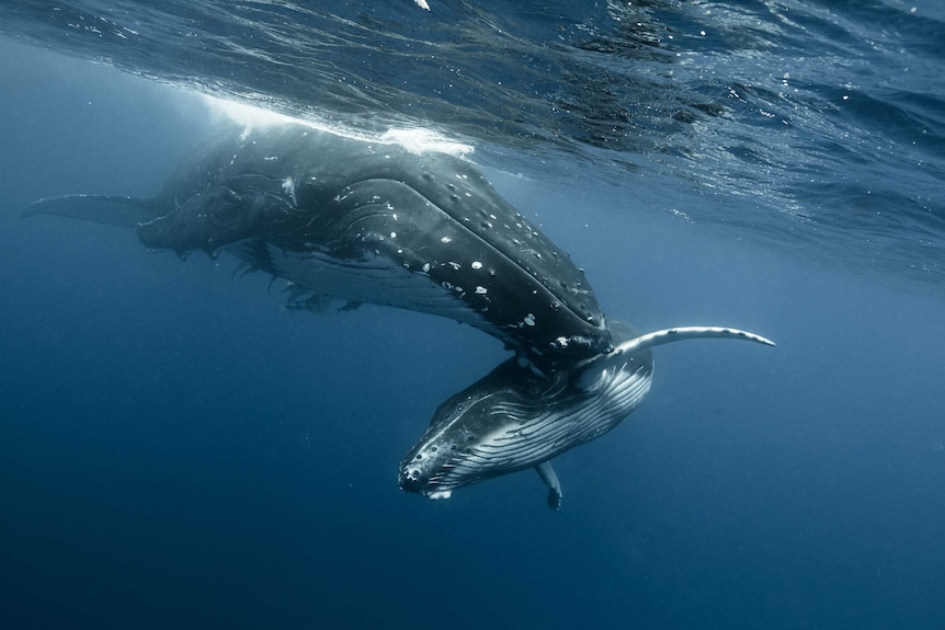 A humpback whale with a calf.