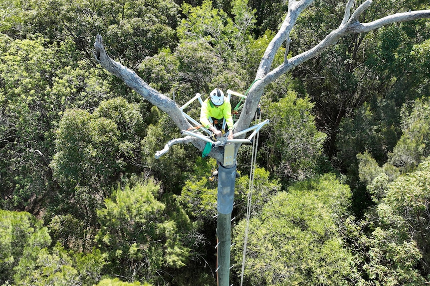 A man suspended by ropes at the top of a very high tree
