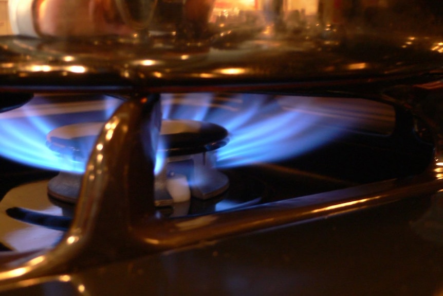 Closeup of a lit gas stove's blue flame.