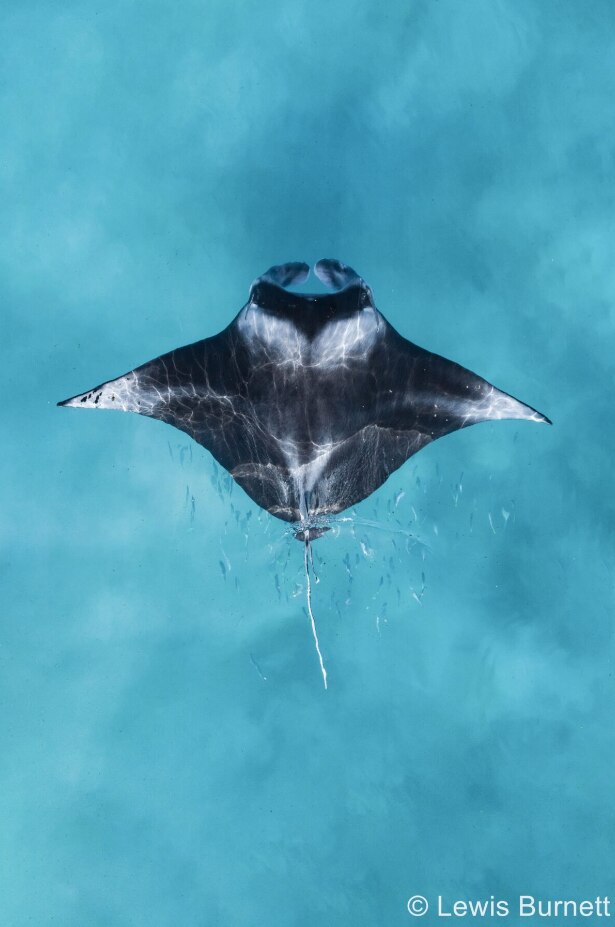 Reef manta ray picture 