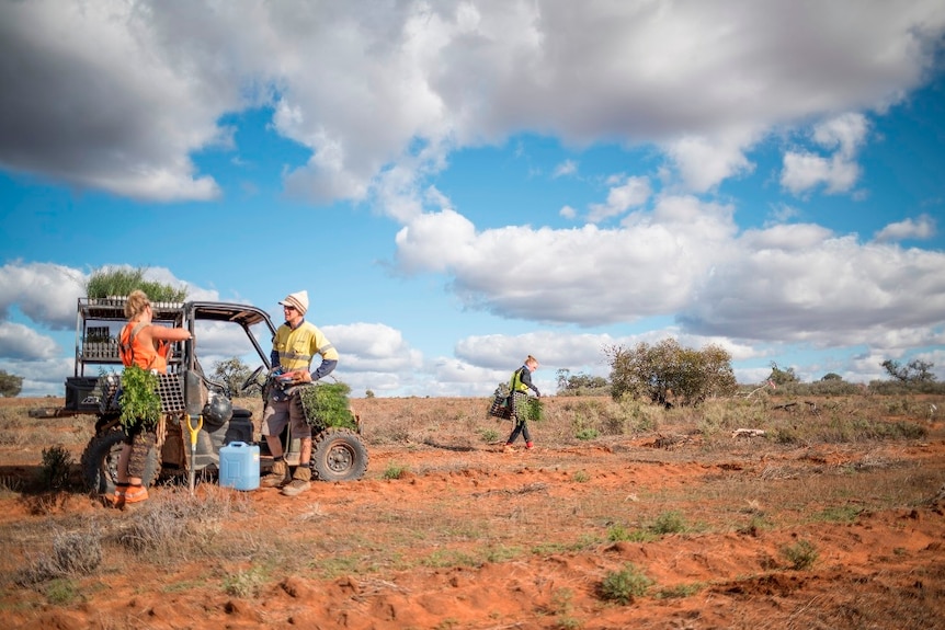 Contractors work to plant seedling in barren national park