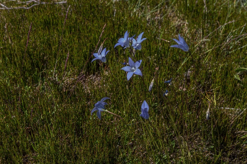 Native flowers blooming in the grass a year after bushfires swept through the Tasmanian WHA