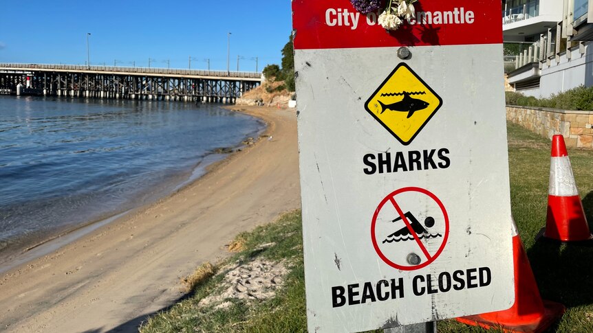 Teenager Killed In Suspected Swan River Shark Attack Near Perth Named As 16 Year Old Stella