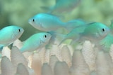 Fish on bleached coral