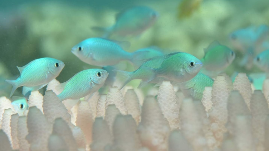 Small, white fish swimming among bleached coral.