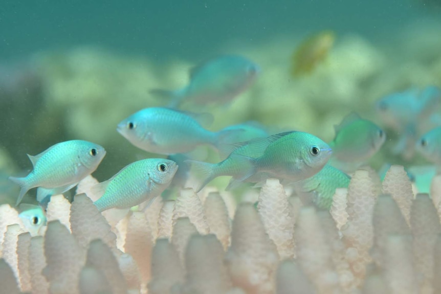 Fish on bleached coral