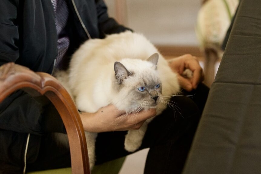 A white cat with blue eyes sits on a man's lap.