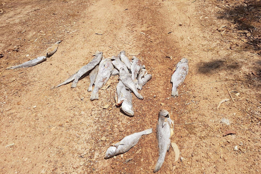 A pile of fish lying in the middle of a dirt road.