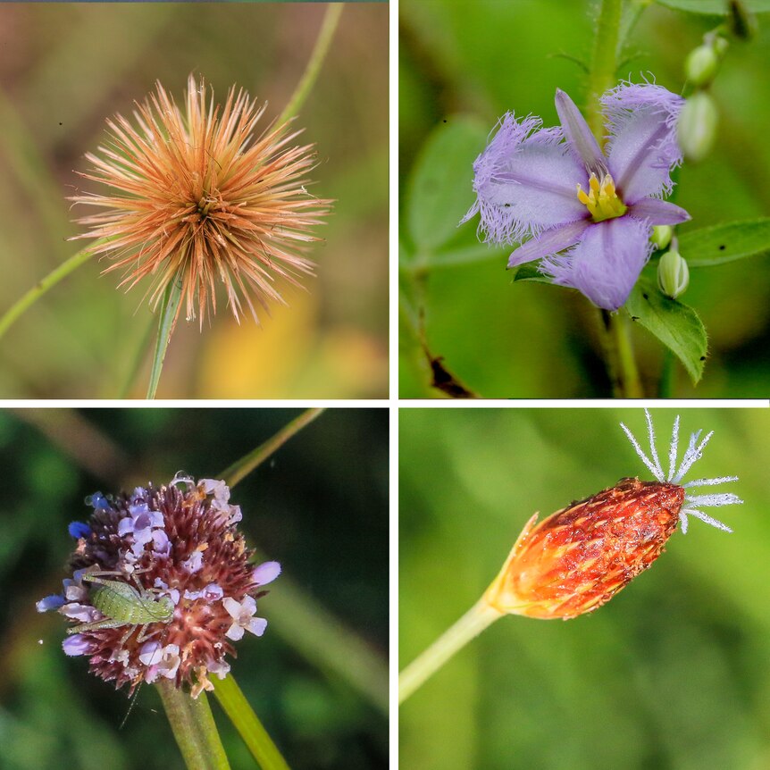 Four photos of different flowers 