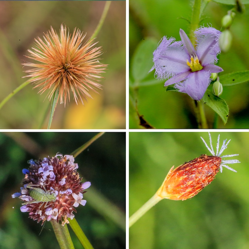 Four photos of different flowers 