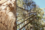 The Diamond Tree ladder is made of 130 steel pegs.