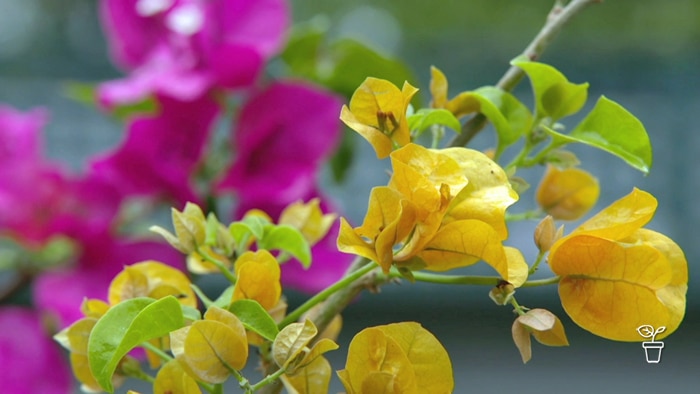 Bright yellow and pink flowers growing on a compact plant