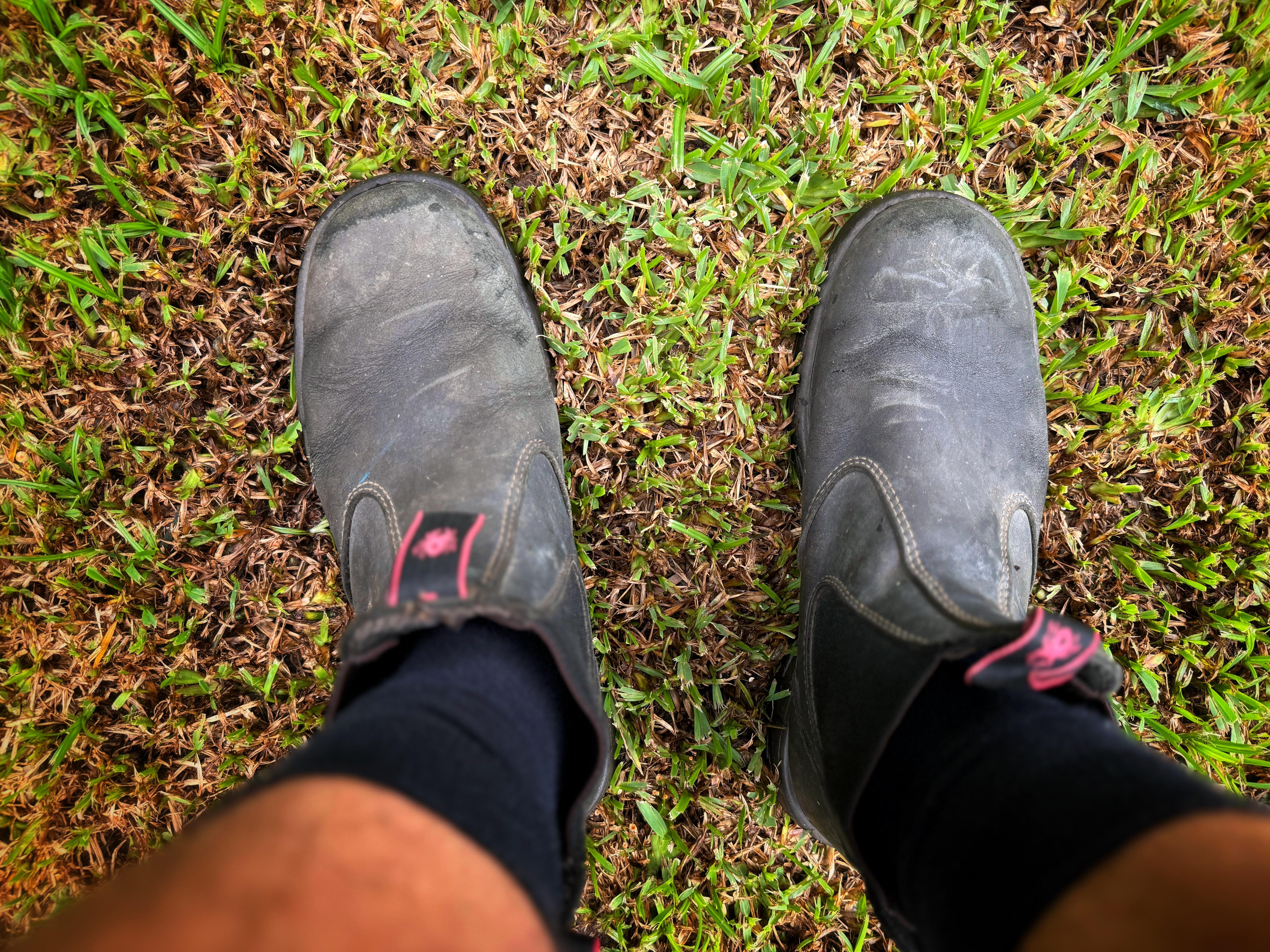 Work boots stand on a browning lawn