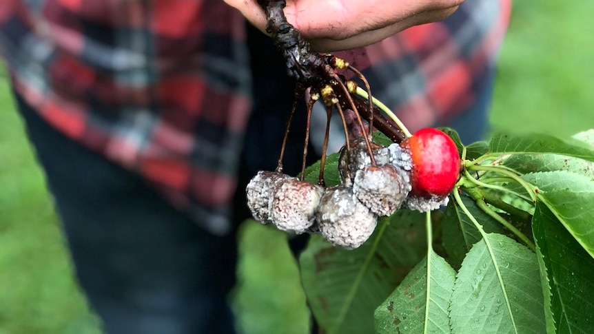 Farmer holds a small branch showing cherries damaged by brown rot.