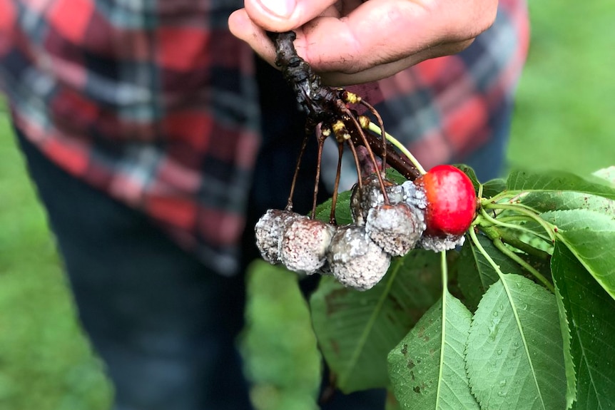 Farmer holds a small branch showing cherries damaged by brown rot.