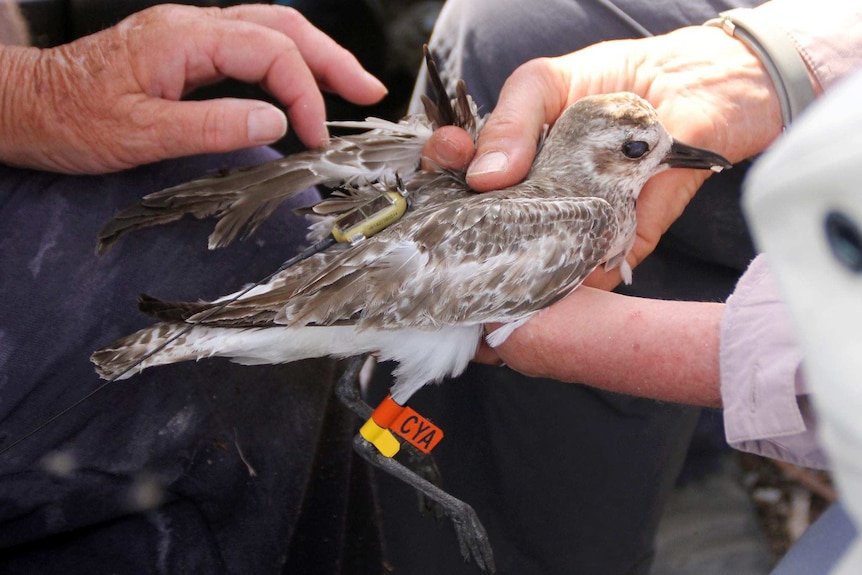 A solar powered satellite tracker on the back of a grey plover.