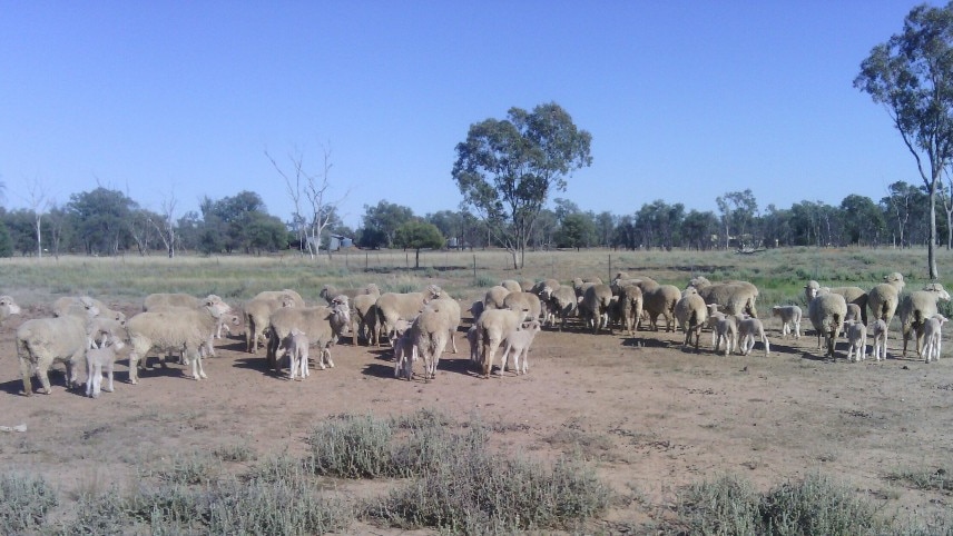 Ewes and lambs at a property called 'Whyambeh' near Surat