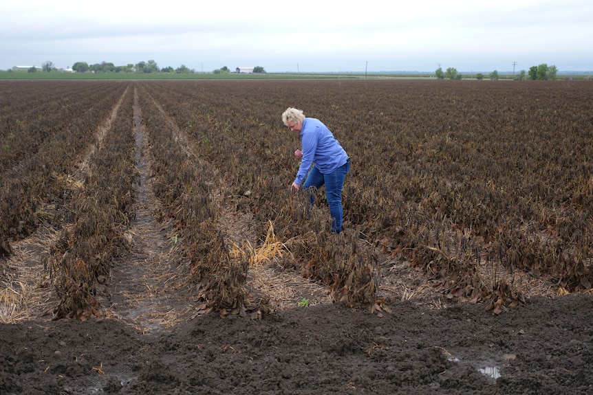 Renee Anderson bends down to inspect her waterlogged mung bean crop.