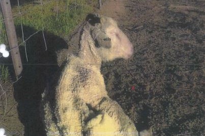 a sheep lays sick on the ground