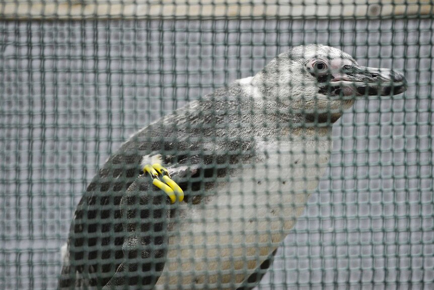 Penguin Number 337 is recaptured 82 days after his escape.