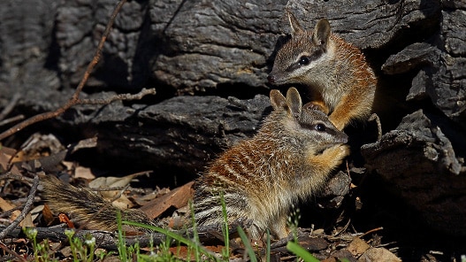 Endangered numbats at Dryandra Woodland in WA's Wheatbelt