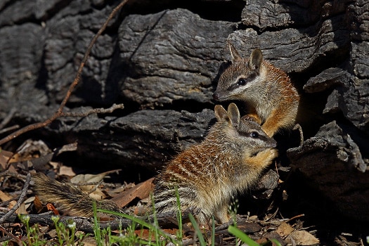 Endangered numbats at Dryandra Woodland in WA's Wheatbelt