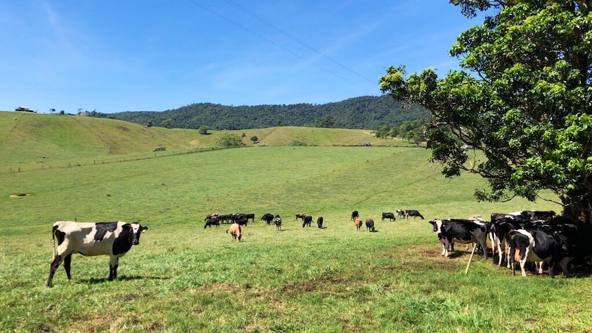 Black and white cows seek shade under a tree with a picturesque, green hills in the background