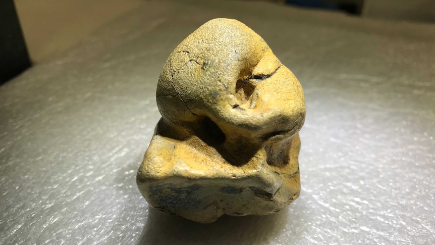 A pygmy right whale ear bone fossil which looks like a rock and is about the size of an apricot.