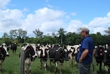 Adrian Drury with his dairy herd near Taree.
