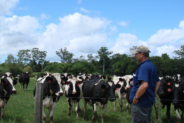 Adrian Drury with his dairy herd near Taree.